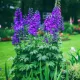  Răsad de delphinium violet într-un recipient de 0,5-1l
