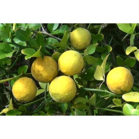    Semințe de portocală rezistentă la îngheț Citrus Trifoliata