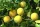  Semințe de portocală rezistentă la îngheț Citrus Trifoliata
