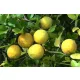  Semințe de portocală rezistentă la îngheț Citrus Trifoliata
