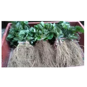    Căpșuni sălbatice și căpșuni Hanoye, răsad rădăcină goală, 7-15 cm
