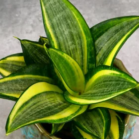    Sansevieria Golden Hahnii SUCULENTE PERMANENTE DØ6cm CADOU PENTRU ORICE OCAZIE