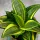  Sansevieria Golden Hahnii SUCULENTE PERMANENTE DØ6cm CADOU PENTRU ORICE OCAZIE