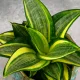  Sansevieria Golden Hahnii SUCULENTE PERMANENTE DØ6cm CADOU PENTRU ORICE OCAZIE