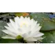  Plantă de coastă, răsad de rădăcină goală