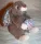  MASCOTA DE IEPURE CU CADOU MINGE ETICHETA NOUĂ