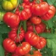  Friptura de rosii FRUCTE MARI SEMINTE DE SOI VECHI