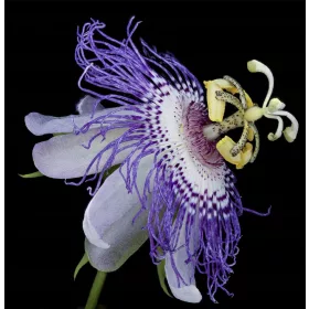  SEMINTE DE PASSIFLORA INCARNATA DE FLOAREA PASIUNII