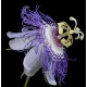  SEMINTE DE PASSIFLORA INCARNATA DE FLOAREA PASIUNII