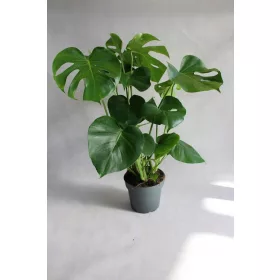    Răsad Monstera Deliciosa Leaky într-un recipient de 2-3 litri
