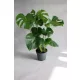  Răsad Monstera Deliciosa Leaky într-un recipient de 2-3 litri