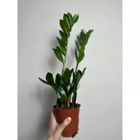   ZAMIOKULKAS este o plantă de fier care este ușor de cultivat