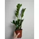  ZAMIOKULKAS este o plantă de fier care este ușor de cultivat