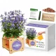  Kit de creștere pentru Catnip pentru pisici, iarbă Nepeta