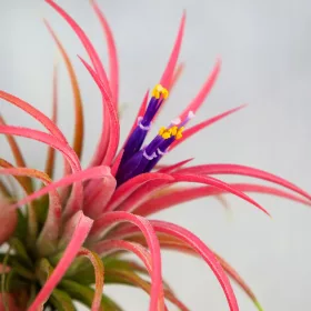  Tillandsia OMENANTHA Roșu intens ÎN AMBALARE DE IARNA