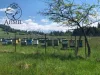 Lumânări de ceai Apimel din ceară de albine, 56 de bucăți