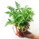  Răsad de ferigă Humata teyermanii într-un recipient de 1-2 litri