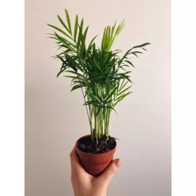  Chamaedorea elegans 'Coral Palm' 9, 30CM
