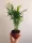  Chamaedorea elegans 'Coral Palm' 9, 30CM