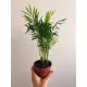  Chamaedorea elegans 'Coral Palm' 9, 30CM