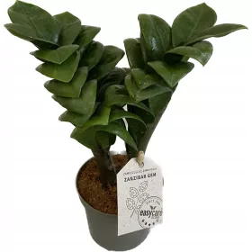    Zamioculcas Zamioculcas Zamioculcas Zamifolia Zenzi răsad într-un recipient de 0,5-1l