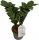  Zamioculcas Zamioculcas Zamioculcas Zamifolia Zenzi răsad într-un recipient de 0,5-1l