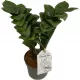  Zamioculcas Zamioculcas Zamioculcas Zamifolia Zenzi răsad într-un recipient de 0,5-1l