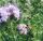  Seminte Phacelia Stala C1 cultura de acoperire pentru albine 1kg