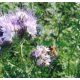  Seminte Phacelia Stala C1 cultura de acoperire pentru albine 1kg