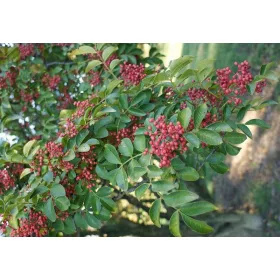    Răsad de ardei Sichuan într-un recipient de 0,5-1l, 20-40 cm