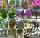  SEMINTE PLANTE EXOTICE COLECTIA SEMINTE 30 pachete