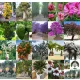  SEMINTE PLANTE EXOTICE COLECTIA SEMINTE 30 pachete