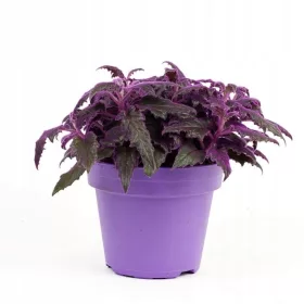  Gynura Aurantiaca Purple Forest Leaves In Borcan