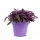  Gynura Aurantiaca Purple Forest Leaves In Borcan