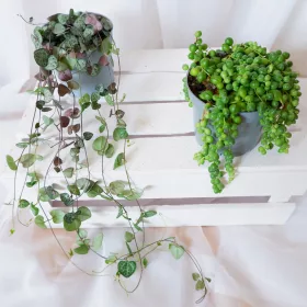  CEROPEGIA WOODII don.11cm+ SENECIO ROWLEYANUS don.11cm