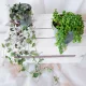  CEROPEGIA WOODII don.11cm+ SENECIO ROWLEYANUS don.11cm
