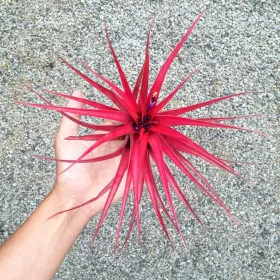  Tillandsia ionantha red - JUICIUS RED BAND