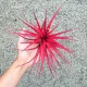  Tillandsia ionantha red - JUICIUS RED BAND