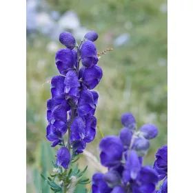  ACONIT PUTERNIC SEMINTE DE FLORI PURPLE