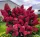  HYDRENSE DE FIABILITATE DIAMANT ROUGE, REZISTENT LA INGHET