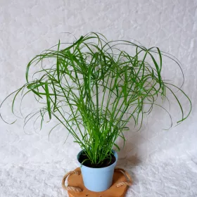  PAPYRUS CIBORA Cyperus Alternifolius don. 13 cm