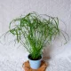  PAPYRUS CIBORA Cyperus Alternifolius don. 13 cm