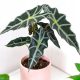  Alocasia Amazonica 'Polly'