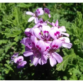  GERANIUM ANGINKA - puieți în ghivece!!!