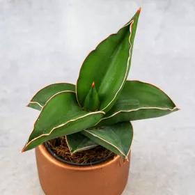    Sansevieria SAMURAI Ø6cm planta indestructibila de colectie. Unic