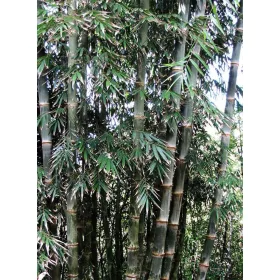  Iron Bamboo - Dendrocalamus Strictus 10 seminte