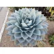  Agave rezistente la îngheț - Agave Ovatifolia 10 semințe