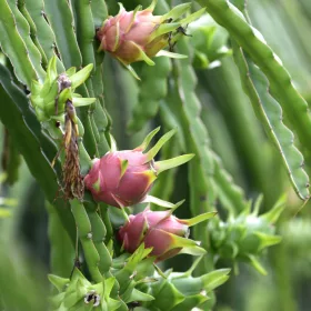    Răsad de Hylocereus undatus într-un recipient de 0,5 litri