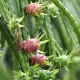  Răsad de Hylocereus undatus într-un recipient de 0,5 litri