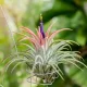  PLANTE DE AER - Tillandsia - Toamna - IONANTHA ED